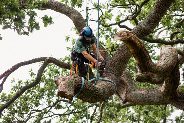 How Our Tree Care Process Works  in  Chocowinity, NC