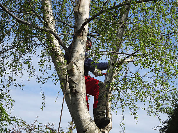 Professional Tree Care in Chocowinity, NC