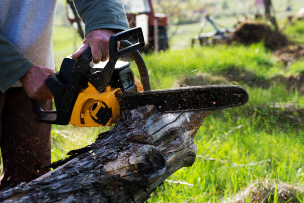 Best Stump Grinding and Removal  in Chocowinity, NC